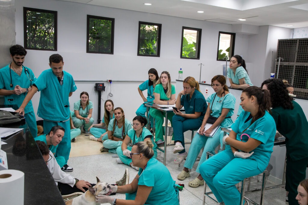 Aula Medicina Veterinária Cães e Gatos