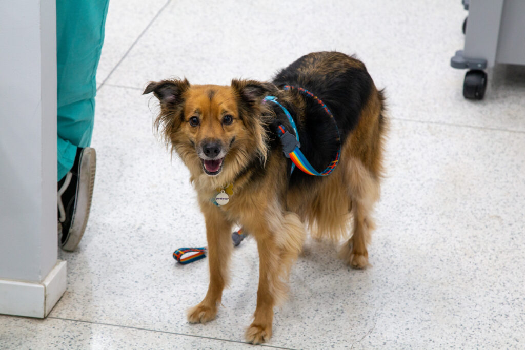 Alunos de Medicina Veterinária levam seus animais de estimação para a aula